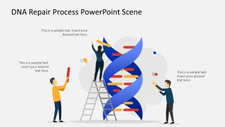 DNA Repair Process Presentation Slide with Text Boxes